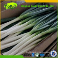 low price for fresh green Chinese onion manufacturer BRC